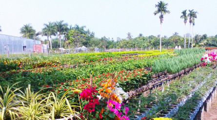 Dong Thap Eco Tour: CAN THO – SA DEC- VIET MEKONG FARMSTAY- CAN THO(2 Days 1 Night)