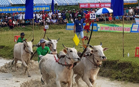 Cow racing festival in An Giang- MEKONG ECO TOUR