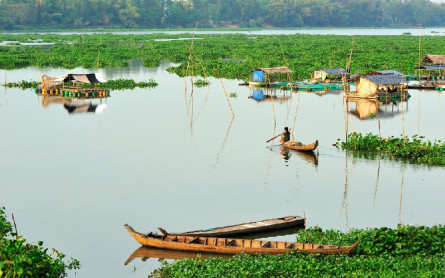 Dien Dien Flowers in the floating water season- MEKONG ECO TOUR