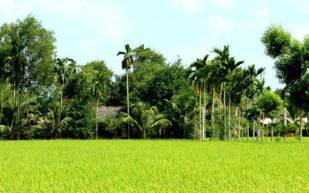 Ben Tre , Evergreen Coconut Land in Mekong Delta – MEKONG ECO TOUR
