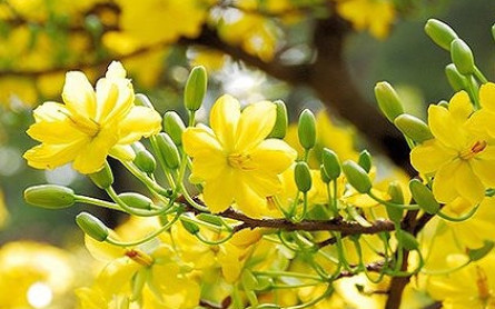 Flowers in Mekong Delta ready to serve Tet