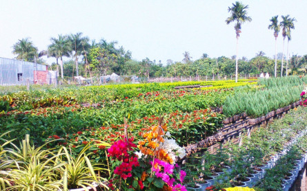 Dong Thap Eco Tour: CAN THO – SA DEC- VIET MEKONG FARMSTAY- CAN THO(2 Days 1 Night)