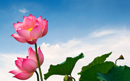 Dong Thap Muoi Lotus Field in Mekong Delta- MEKONG ECO TOUR