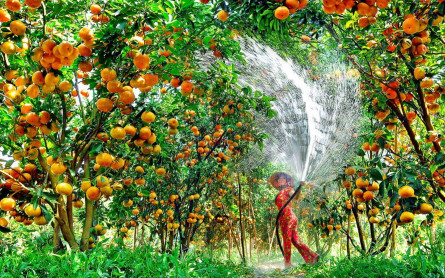 Lai Vung – “Kingdom” of Mandarin Oranges -MEKONG ECO TOUR