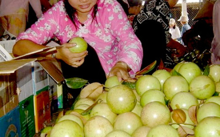 Lo Ren star apple – MEKONG ECO TOUR